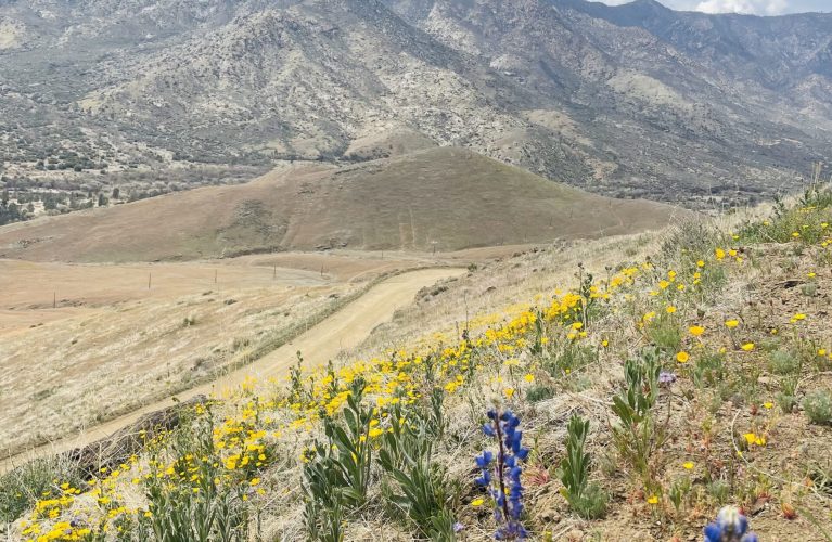 Wildflower Bloom California Kernville